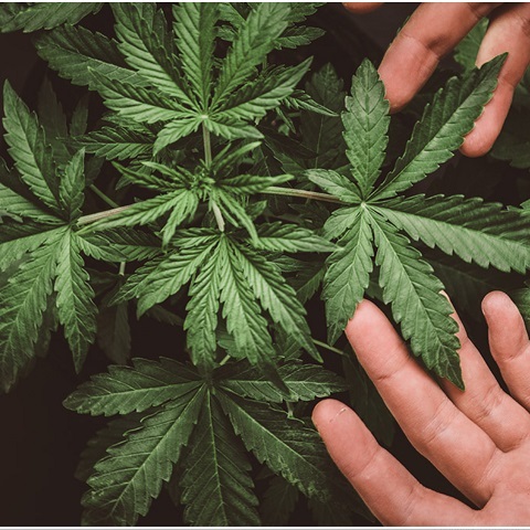 Cannabis