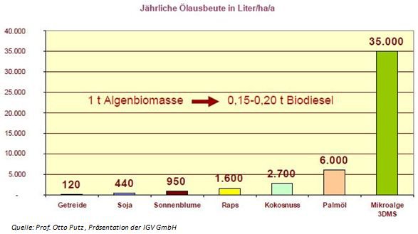 Algen-Biodiesel Ölegehalt